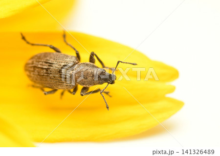 Southern gray weevil Southern gray weevil 141326489