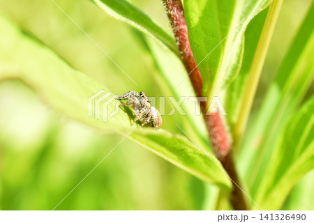 A jumping spider sits on a plant leaf. 141326490