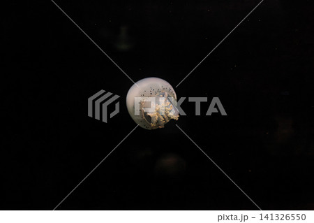 underwater photos of jellyfish Stomolophus meleagris, Cannonball jellyfish underwater photos of jellyfish Stomolophus meleagris, Cannonball jellyfish 141326550
