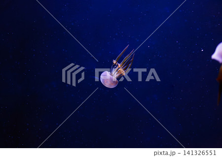 underwater photos of jellyfish Rhopilema esculentum, Flame jellyfish underwater photos of jellyfish Rhopilema esculentum, Flame jellyfish 141326551