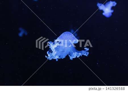 underwater shot of a beautiful Australian Spotted Jellyfish 141326588