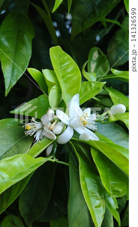 Close-up of white citrus flowers blooming among vibrant green leaves on a citrus tree, showcasing delicate petals and budding fruit in a natural setting 141326599