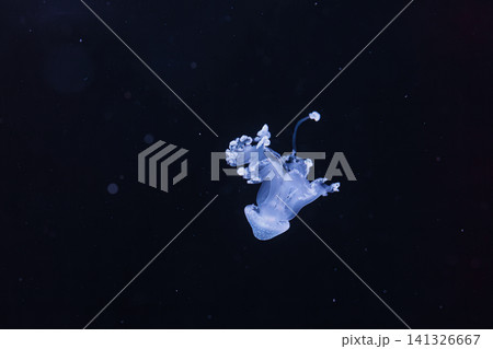 underwater shot of a beautiful Australian Spotted Jellyfish underwater shot of a beautiful Australian Spotted Jellyfish 141326667
