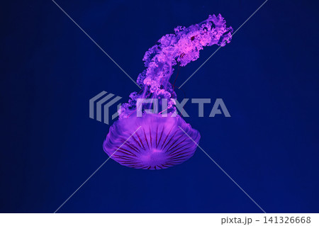 underwater shooting of beautiful Chrysaora hysoscella underwater shooting of beautiful Chrysaora hysoscella 141326668