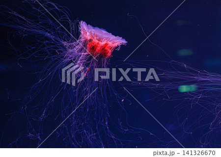 underwater photography of a beautiful lion's mane jellyfish cyanea capillata underwater photography of a beautiful lion's mane jellyfish cyanea capillata 141326670