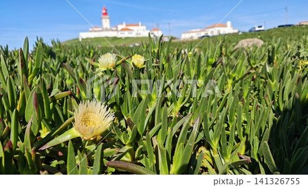 Close-up view of yellow flowering plants in green foliage with a coastal lighthouse and white buildings in the background under a clear blue sky Close-up view of yellow flowering plants in green foliage with a coastal lighthouse and white buildings in the background under a clear blue sky 141326755