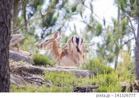 Deer walking through green bushes in a forest during daytime near rocky ground Deer walking through green bushes in a forest during daytime near rocky ground 141326777