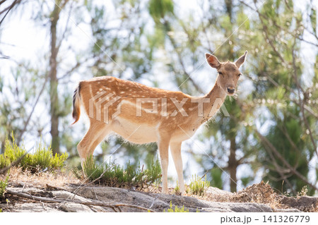 Deer standing on rocky ground surrounded by trees during daytime in a forest area Deer standing on rocky ground surrounded by trees during daytime in a forest area 141326779