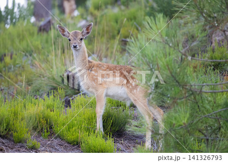 Young deer stands among greenery in a forest during daytime Young deer stands among greenery in a forest during daytime 141326793
