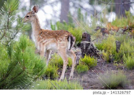 Young deer stands among green plants in a forest setting during the day Young deer stands among green plants in a forest setting during the day 141326797