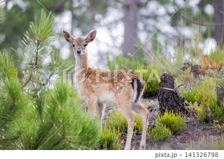 Young deer stands on a hillside surrounded by green plants in a forest area during daylight hours Young deer stands on a hillside surrounded by green plants in a forest area during daylight hours 141326798