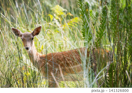 Deer standing in the tall grass in a forest during daylight hours 141326800