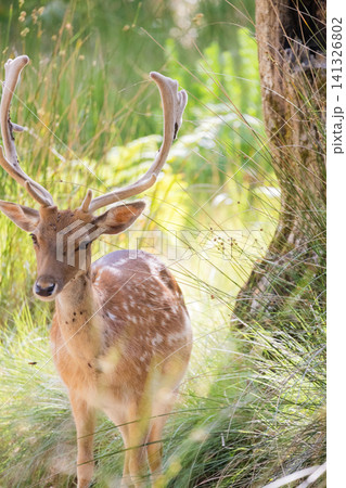 Deer standing in tall grass near a tree in a forest during daytime 141326802