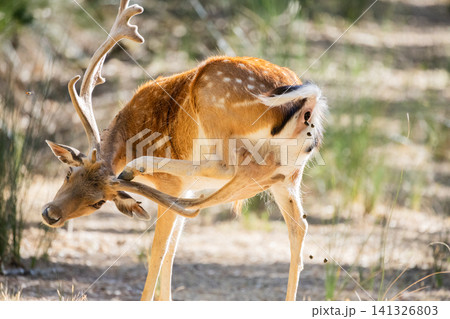 Deer scratching its back in a forest during the daytime Deer scratching its back in a forest during the daytime 141326803