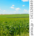 Sunflowers Field and Green Meadows Under Blue Sky Landscape Beautiful Countryside Agriculture Field on Bright Summer Day 141326849