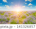 Beautiful Blooming Lavender Field at Sunrise Landscape Scenic Lavender Plantation Under Blue Sky with Sunbeams 141326857