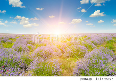 Beautiful Blooming Lavender Field at Sunrise Landscape Scenic Lavender Plantation Under Blue Sky with Sunbeams Beautiful Blooming Lavender Field at Sunrise Landscape Scenic Lavender Plantation Under Blue Sky with Sunbeams 141326857