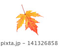 Colorful Autumn Maple Leaf Isolated on White Background Vibrant Red and Yellow Fall Leaf Close Up Studio Shot 141326858