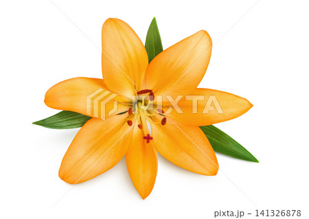 orange lily flower isolated on white background. Top view. Flat lay orange lily flower isolated on white background. Top view. Flat lay 141326878