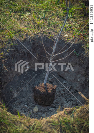 planting new trees with gardening tools in green park 141326955