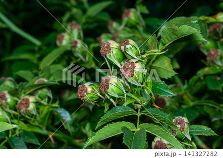 Many unripe green rosehip fruits 141327282