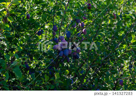 A bunch of blue plums ready for harvest in a summer garden. On a white background. A bunch of blue plums ready for harvest in a summer garden. On a white background. 141327283