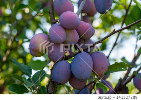 A bunch of blue plums ready for harvest in a summer garden. On a white background. A bunch of blue plums ready for harvest in a summer garden. On a white background. 141327289