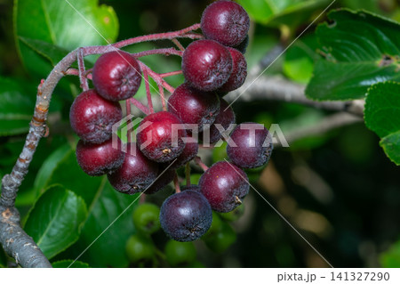 Black chokeberries (Aronia melanocarpa) Black chokeberry close-up in the garden Black chokeberries (Aronia melanocarpa) Black chokeberry close-up in the garden 141327290