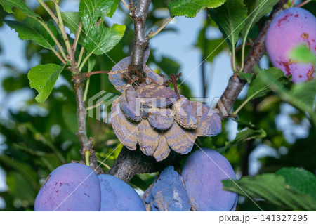 Rotten mummified group of plum on the fruit tree, Monilia laxa infestation plant disease Rotten mummified group of plum on the fruit tree, Monilia laxa infestation plant disease 141327295