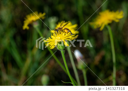 Honeybee pollinating yellow dandelion flower in green meadow during sunny day Honeybee pollinating yellow dandelion flower in green meadow during sunny day 141327318