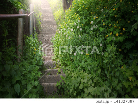 Old stairs in the forest Old stairs in the forest 141327397