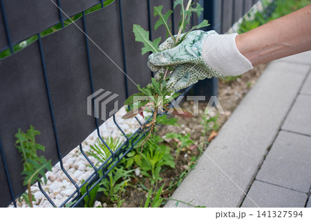 Gloved hand removes weed with roots from soil along a garden border near fence Gloved hand removes weed with roots from soil along a garden border near fence 141327594