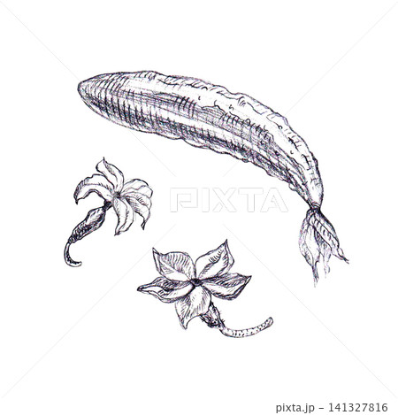 Cucumber with withered flower and two blossoms hand-drawn graphite pencil sketch. An isolated vegetable botanical graphic element perfect for organic food logos, farm branding, or seeds packaging. 141327816