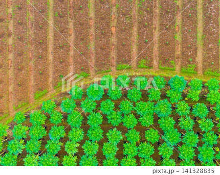 Aerial view of Tegalalang rice terraces featuring lush green tiered paddies, tropical palm trees, and misty mountains in the background under soft morning light in Tegalalang, Bali, Indonesia. Aerial view of Tegalalang rice terraces featuring lush green tiered paddies, tropical palm trees, and misty mountains in the background under soft morning light in Tegalalang, Bali, Indonesia. 141328835