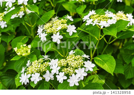 船岡城址公園のあじさい 紫陽花まつり 宮城県柴田町 船岡城址公園のあじさい 紫陽花まつり 宮城県柴田町 141328958