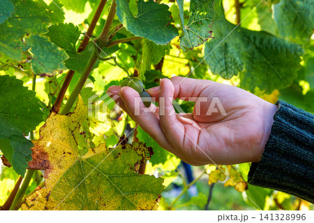 Close up of a hand picking green grapes from a grape cluster on the vine in a vineyard. 141328996