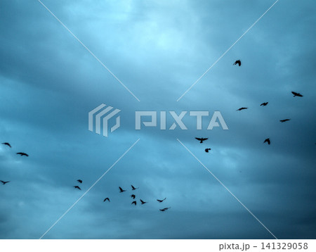 birds flying in the sky 141329058