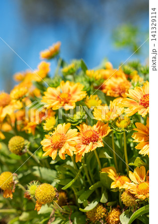 Bright yellow blossoms Gazania rigens in sunlight creating a vivid summer floral scene. Bright yellow blossoms Gazania rigens in sunlight creating a vivid summer floral scene. 141329114