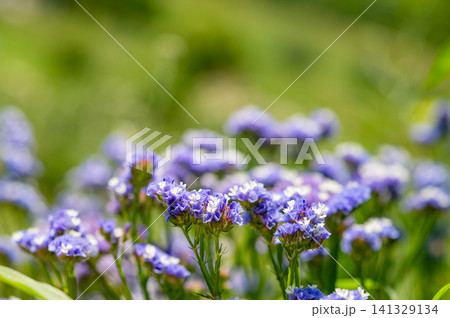 Blooming purple flowers in a sunlit meadow with soft focus background. 141329134