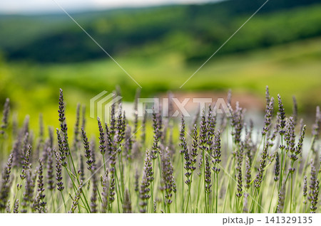 Lavender Field with Scenic Green Countryside Background Lavender Field with Scenic Green Countryside Background 141329135