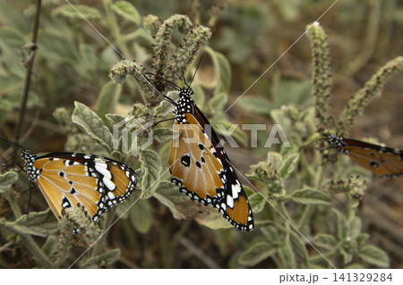 Three African Monarch butterflies cling to the stems of a Heliotropium europaeum plant. They are in their natural habitat with greenery around them. Three African Monarch butterflies cling to the stems of a Heliotropium europaeum plant. They are in their natural habitat with greenery around them. 141329284