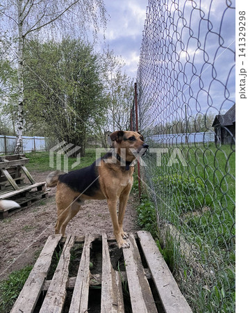Dog Stretching On Wooden Platform Surrounded By Fresh Green Grass In A Natural Setting 141329298