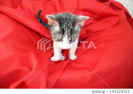 Adorable Kitten On Bright Red Fabric Amongst Soft Textiles In Natural Light Outdoors Adorable Kitten On Bright Red Fabric Amongst Soft Textiles In Natural Light Outdoors 141329325