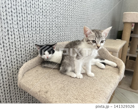 Two Adorable Kittens Playing And Relaxing Together In A Cozy Indoor Space Two Adorable Kittens Playing And Relaxing Together In A Cozy Indoor Space 141329326