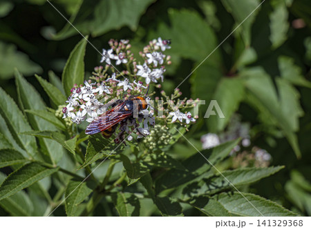 Iridescent-Winged Mammoth Wasp on Dwarf Elder Blossoms Iridescent-Winged Mammoth Wasp on Dwarf Elder Blossoms 141329368