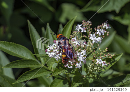Top View of Female Mammoth Wasp on Dwarf Elder Blossoms 141329369