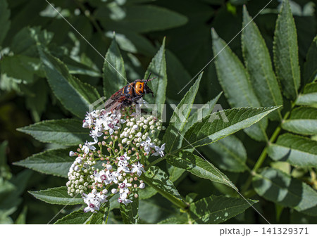 Mammoth Wasp in Flowering Dwarf Elder Habitat 141329371