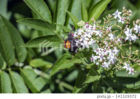 Frontal Portrait of Mammoth Wasp Among Dwarf Elder Flowers Frontal Portrait of Mammoth Wasp Among Dwarf Elder Flowers 141329372
