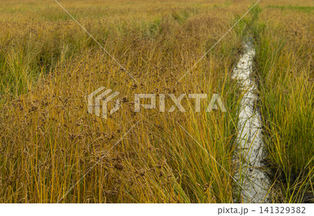 A narrow irrigation canal cuts through a dense field of ripening Bomba rice plants on an eco friendly farm in Pego, Spain. The rice is ready for harvest. A narrow irrigation canal cuts through a dense field of ripening Bomba rice plants on an eco friendly farm in Pego, Spain. The rice is ready for harvest. 141329382