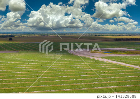 Agricultural cultivated field in summer season with growing crops. Green farm fields in Florid. Farming and agriculture industry in USA Agricultural cultivated field in summer season with growing crops. Green farm fields in Florid. Farming and agriculture industry in USA 141329389